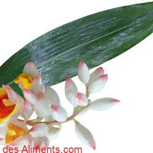Alpinia zerumbet