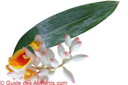 Alpinia zerumbet