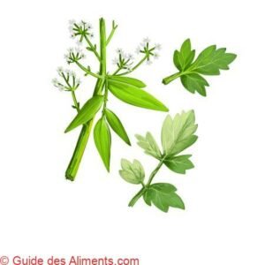 Apium prostratum