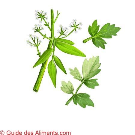 Apium prostratum