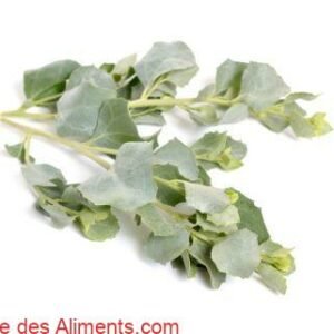 Atriplex halimus