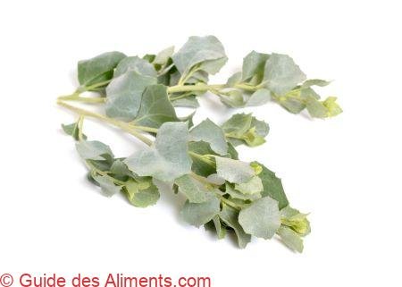 Atriplex halimus