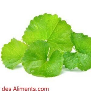 Centella asiatica