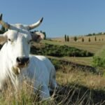 Chianina