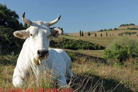 Chianina