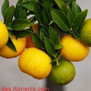 Chinotto