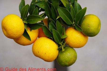 Chinotto