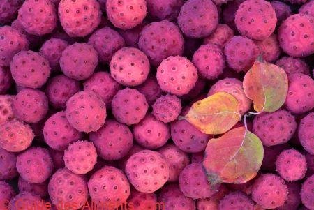 Cornus kousa