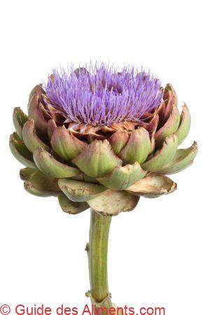 Cynara