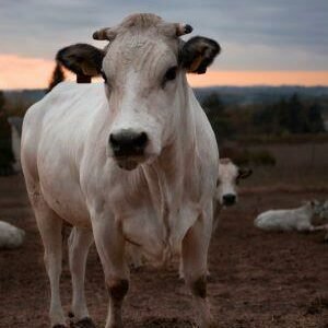 Fassona Piemontese