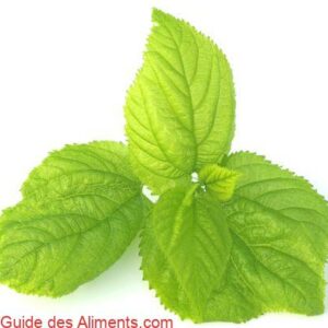 Feuilles de m&ucirc;rier