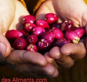 Lilly Pilly - riberry