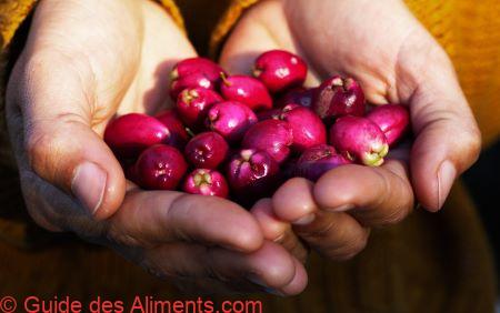 Lilly Pilly - riberry