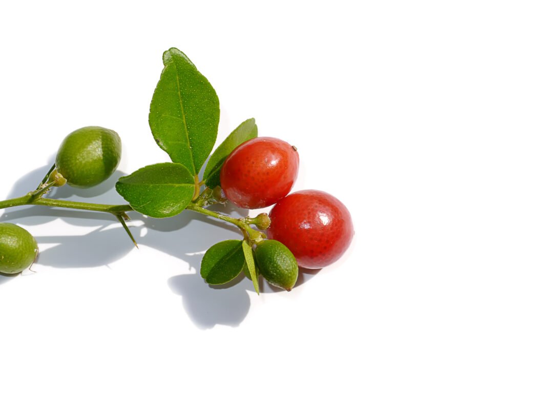 Limeberry