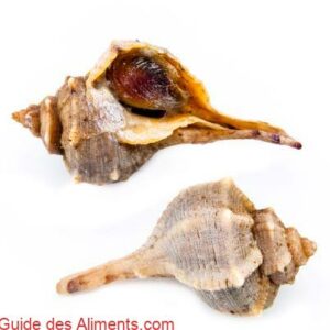 Murex &eacute;pineux