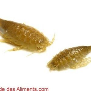 Saduria entomon