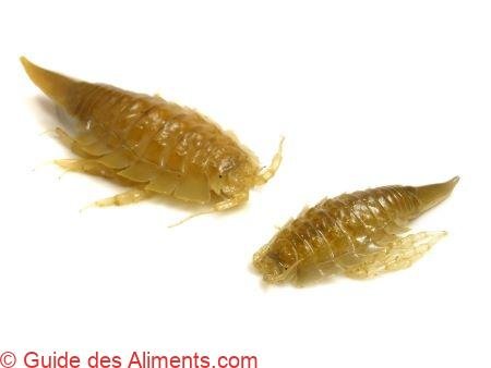 Saduria entomon