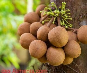 Stelechocarpus burahol