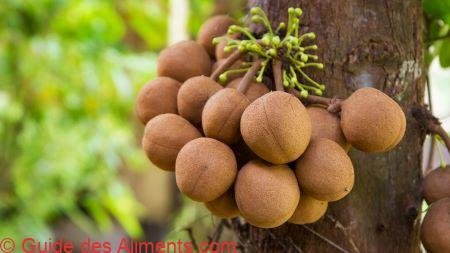 Stelechocarpus burahol