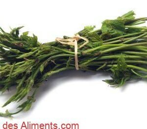 bruscandoli - pousses de houblon sauvage