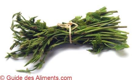 bruscandoli - pousses de houblon sauvage