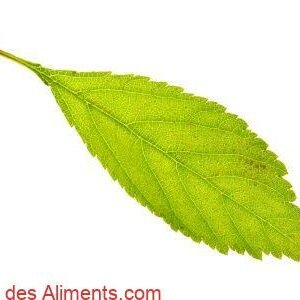 feuille de sakura