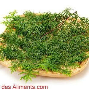 feuilles de cyprès du Japon pour la cuisine