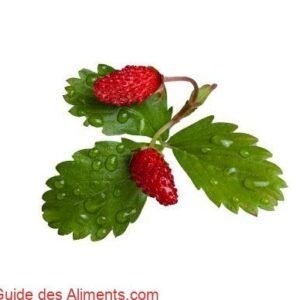 feuilles de fraises des bois fraiches