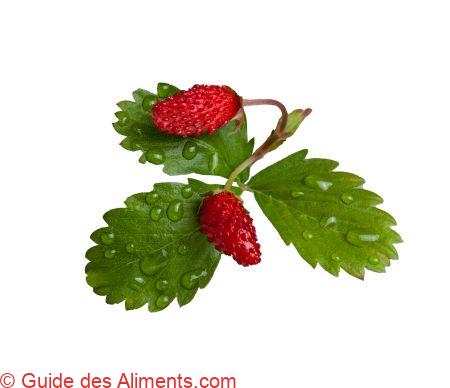 fraise des bois