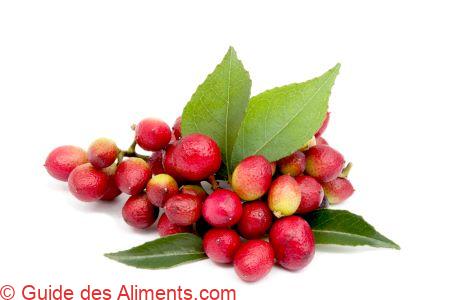 fruits de l'arbre à curry