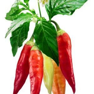 piment aji cristal