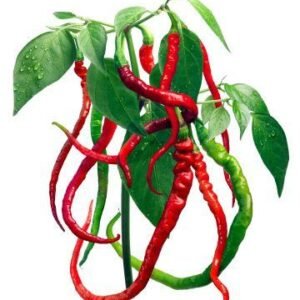 piment Bangalore Whippet’s Tail