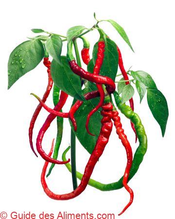 piment Bangalore Whippet’s Tail