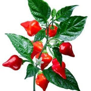 piment chupetinho biquinho