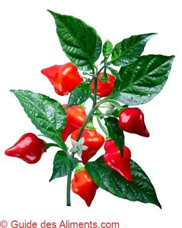 piment chupetinho biquinho