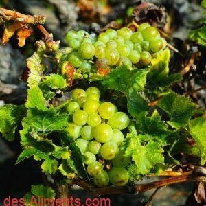 raisin Malvasia