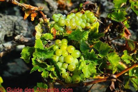 raisin Malvasia