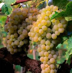 raisin Trebbiano