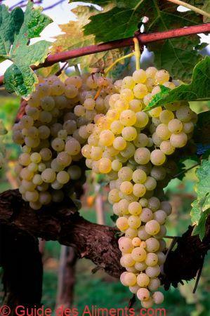 raisin Trebbiano