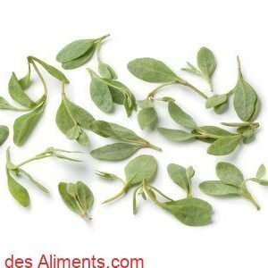 saltbush