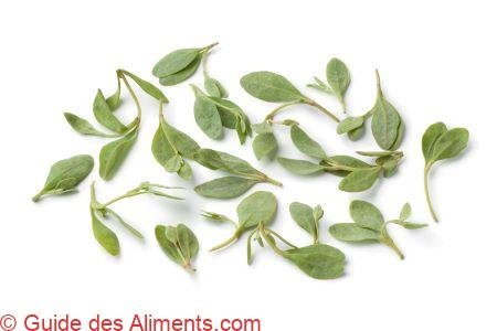 saltbush