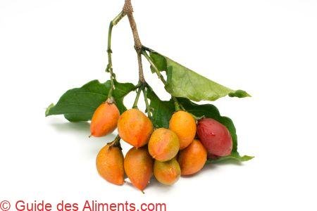Bunchosia argentea