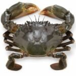 Crabe des palétuviers