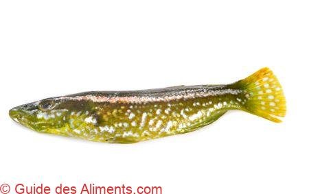 Labre Veritable Labre vert - Guide des Aliments