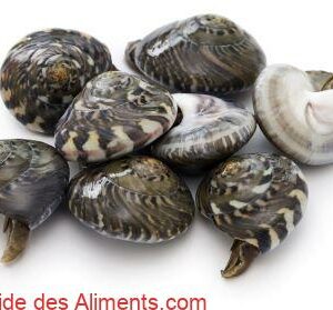 UMBONIUM GIGANTEUM - nagarami