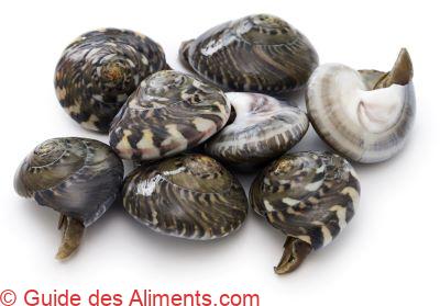 UMBONIUM GIGANTEUM - nagarami