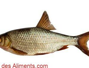 gardon (Rutilus rutilus)