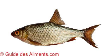 gardon (Rutilus rutilus)