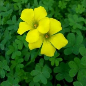Oxalis pes-caprae / Par Zachi Evenor