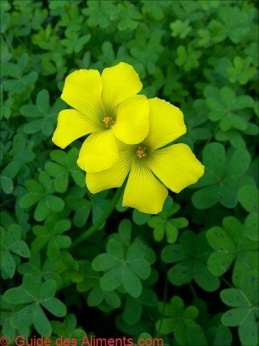 Oxalis pes-caprae / Par Zachi Evenor
